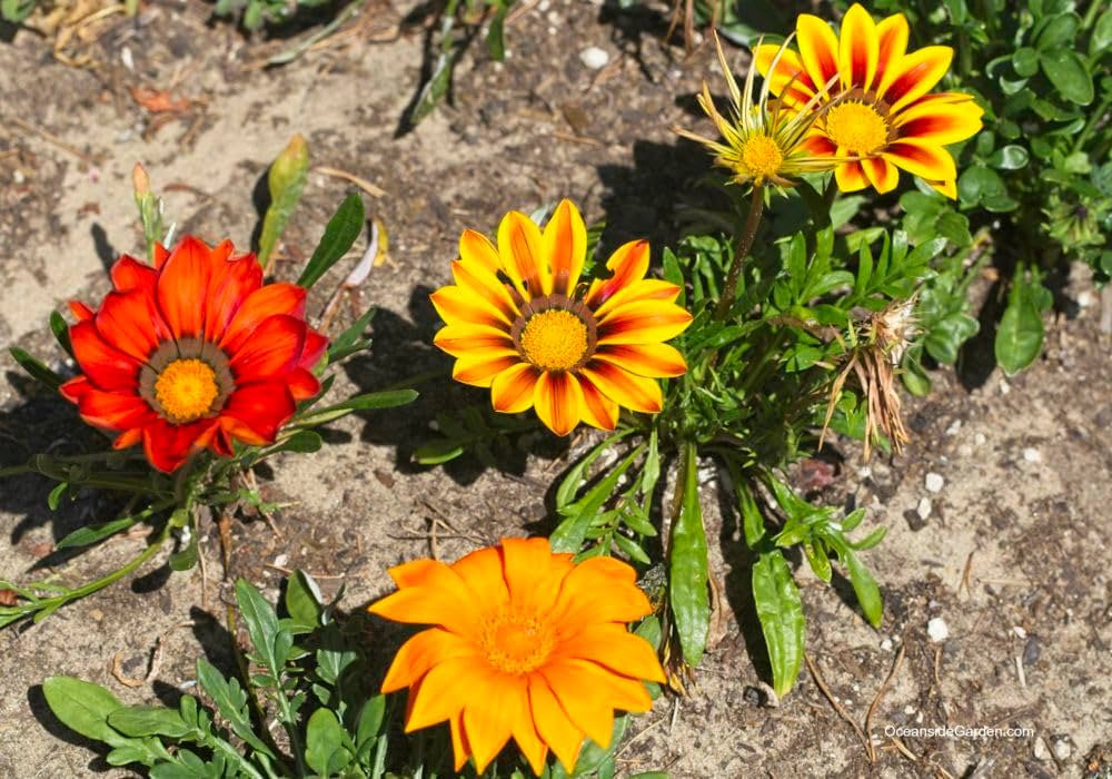 Gazania (Daybreak Orange) for planting in garden